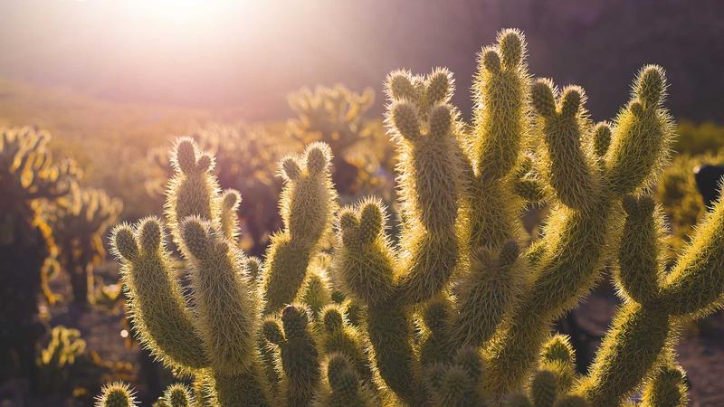 配图